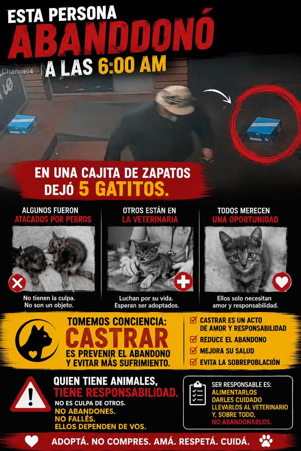 Abandonaron cinco gatitos frente a una veterinaria de Eldorado y refuerzan el pedido de tenencia responsable 3